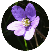 Hepatica