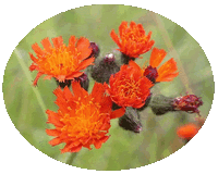 Hieracium Aurantiacum