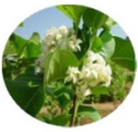 Holarrhena Antidysenterica