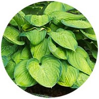 Hosta Plantaginea