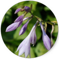 Hosta Plantaginea