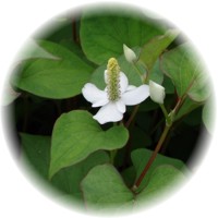 Houttuynia Cordata