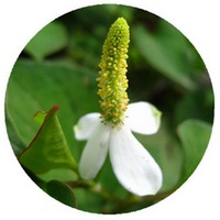 Houttuynia Cordata