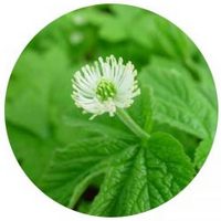 Hydrastis Canadensis