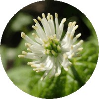 Hydrastis Canadensis