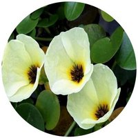 Hydrocleys Nymphoides - Amapola de Agua