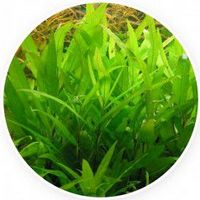 Hygrophila Corymbosa