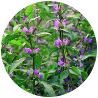 Hygrophila Salicifolia