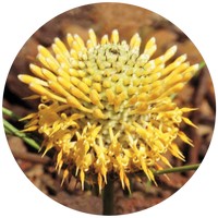 Isopogon
