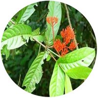 Ixora Amplexicaulis