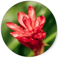 Jengibre - Gingembre