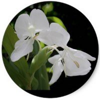 Gingembre - Sand Ginger - Kaempferia Galanga