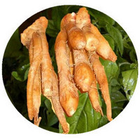 Boesenbergia Rotunda