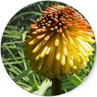 Kniphofia Uvaria