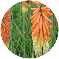 Kniphofia Uvaria