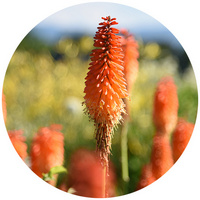 Tritoma - Kniphofia Uvaria