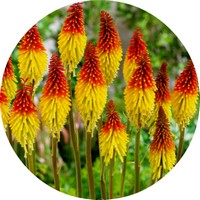 Kniphofia Uvaria