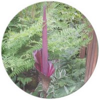 Amorphophallus Konjac