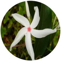 Kopsia Lancibracteolata