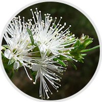 Kunzea Ambigua - Aceite Esencial