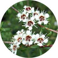 Kunzea Ambigua - Aceite Esencial