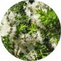 Kunzea Ericoides - Kanuka Oil - Aceite Esencial