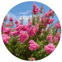 Lagerstroemia Indica