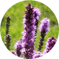 Liatris Spicata