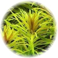 Limnophila Aromatica