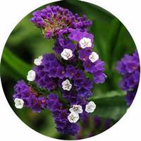 Limonium Sinuatum
