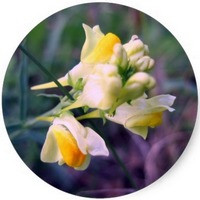 Linaria Vulgaris