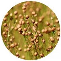 Linaza - Linum Usitatissimum