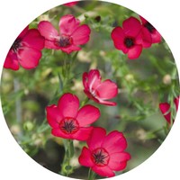 Scarlet Flax Flower - Linum Grandiflorum