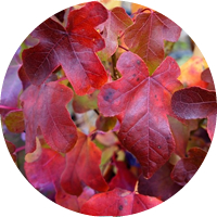 Liquidambar Styraciflua