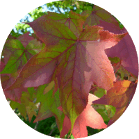 Liquidambar Styraciflua