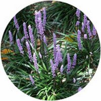Liriope Muscari
