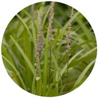 Liriope Plathyphylla