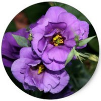 Eustoma Grandiflorum - Lisianthus