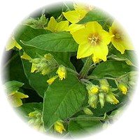 Lisimaquia - Lysimachia Vulgaris