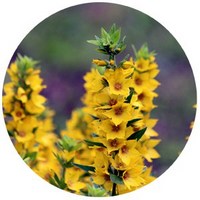 Lisimaquia - Lysimachia