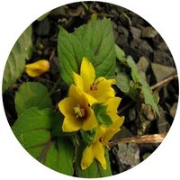 Lisimaquia - Lysimachia Congestiflora