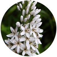 Lysimachia Barystachys