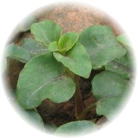 Lysimachia Christinae