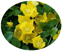 Lysimachia Nummularia