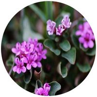 Lisimaquia - Lysimachia Pumila