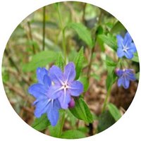 Lithospermum Zollingeri