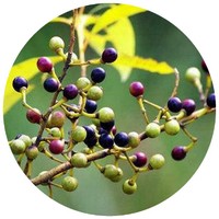 Litsea Cubeba - May Chang