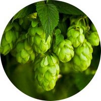 Lupulo: Humulus Lupulus