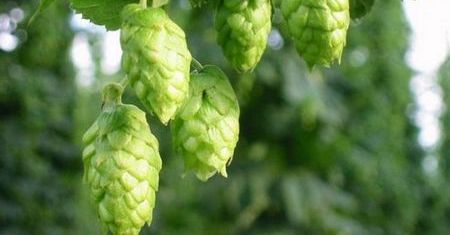 Lupulo