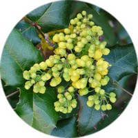 Oregon Grape - Berberis